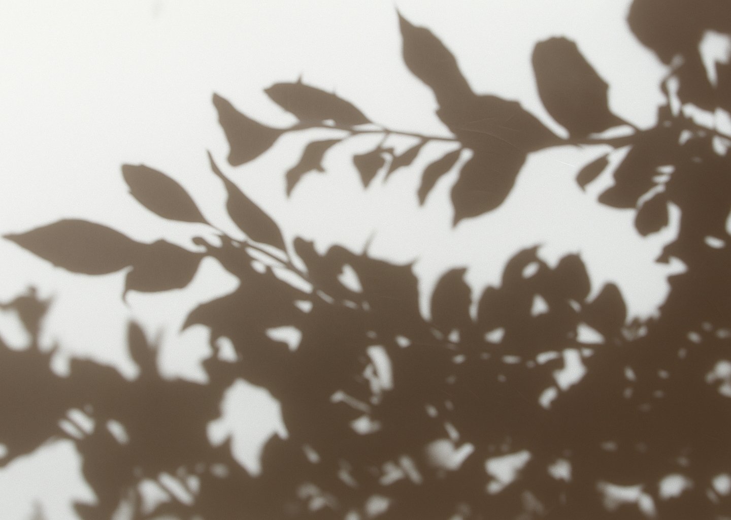 Soft shadows of leaves cast against a wall, creating a serene and natural background.